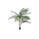 Phoenix Palm Tree